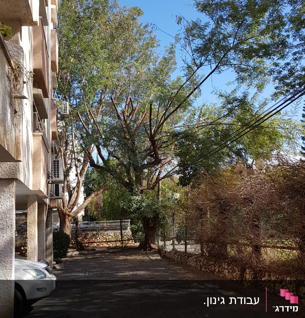 עצים גבוהים ושיחים ליד שביל מרוצף